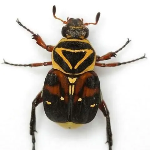 thumbnail for publication: Delta Flower Beetle Trigonopeltastes delta (Forster 1771) (Insecta: Coleoptera: Scarabaeidae : Cetoniinae : Tribe, Trichiini)